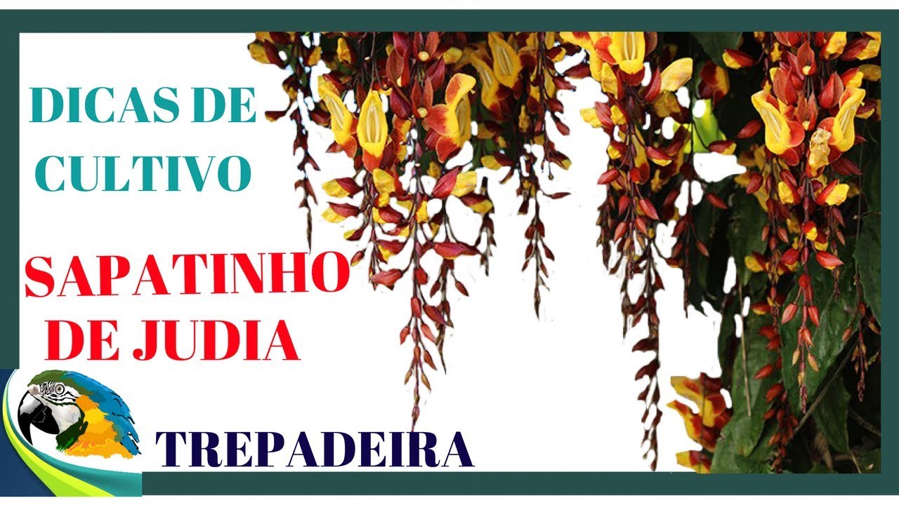 SAPATINHO DE JUDIA TREPADEIRA DE FLORES ENCANTADORAS !! - thptnganamst.edu.vn