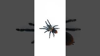 Can you say Dolichothele diamantinensis? #tarantula #spider
