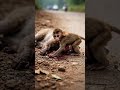 Save Wildlife l Baby Monkey Waiting for Injured Mother 💔 | Human Cruelty to Animals