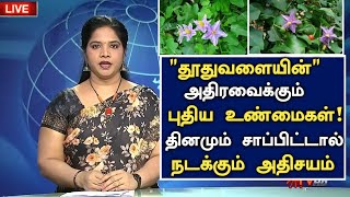 தூதுவளையை மறந்தும் இந்த மாதிரி சாப்பிடாதீங்க| Benefits of Thuthuvalai in Tamil| Health Tips Tamil