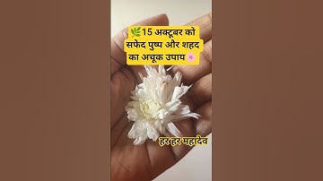 🌿15 अक्टूबर को सफेद पुष्प और शहद का अचूक उपाय!🔱🌸#upay #pradeepmishra #shiv #shortsfeed #kartikmas