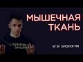 Что такое мышечная ткань I ЕГЭ Биология | Даниил Дарвин