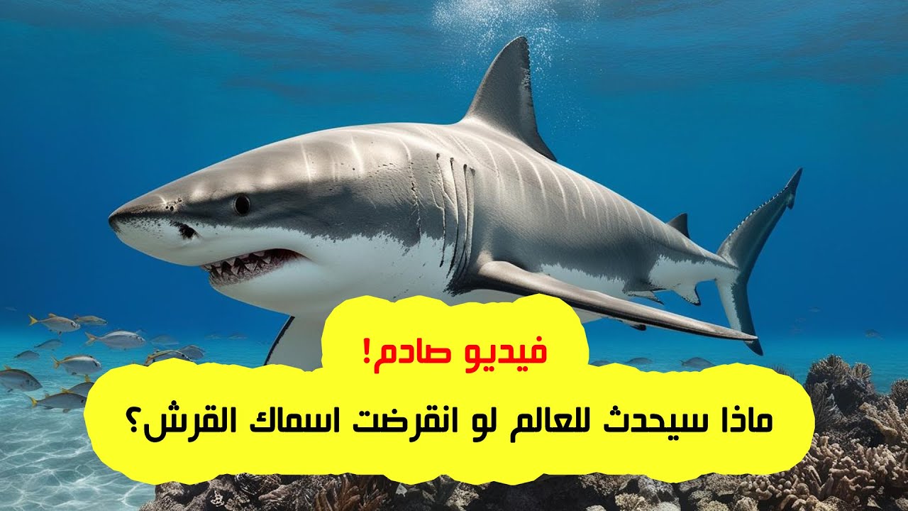 فيديو صادم: ماذا سيحدث للعالم لو انقرضت اسماك القرش؟