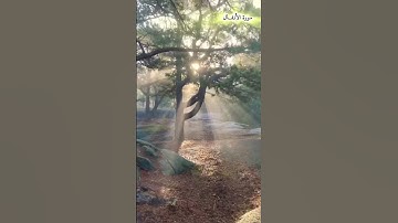 القارئ ابو حذيفة العراقي رحمه الله/ سورة الانفال/ صوت جميل/ الأنفال من القرآن