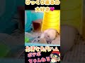 怠惰な先代ハムはひっくり返りながらゼリーをもぐもぐしたかったらしい【ポテポ/新人Vtuber】#shorts #ハムスター #ハムスターのいる生活