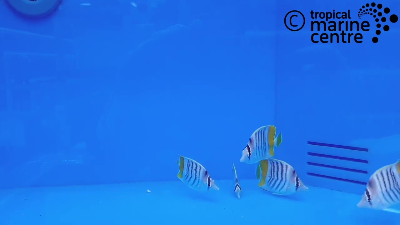 Pearlscale Butterfly - Fiji, Chaetodon mertensii