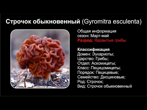 Video: Gyromitra esculenta сейрек кездешет?