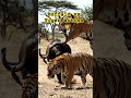Buffalo vs Tiger action #wildlife #animals #tigers 🦬🦁🔥