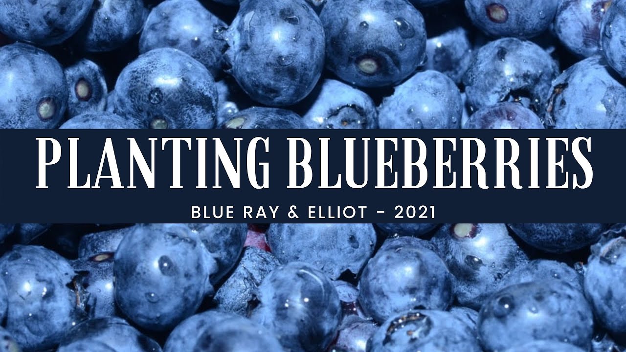 Planting Blueberries Elliot BlueRay YouTube