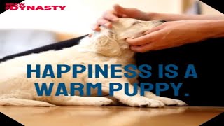 Happiness Is A Warm Puppy | Dog Quotes | Dog Videos | The Paw Dynasty