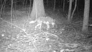 White tail tip Coyote #coyotes #deerhunting #trailcam @CKAMERICA