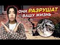15 деревьев которые КАТЕГОРИЧЕСКИ нельзя сажать рядом с домом 6 соток 15 деревьев которые КАТЕГОРИЧЕСКИ нельзя сажать рядом с домом 6 соток