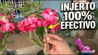 Poda e Injerto de Adenium: Todo lo que debes saber para no fracasar #adenium  #rosadodeserto