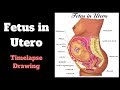 Fetus in Utero Timelapse Drawing | Art and Anatomy | Jennmedart