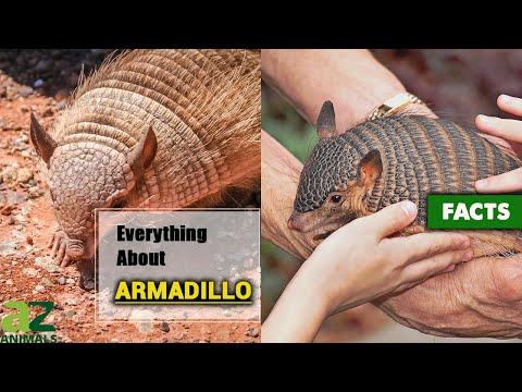 Video: Giant armadillo: animal description, habitat