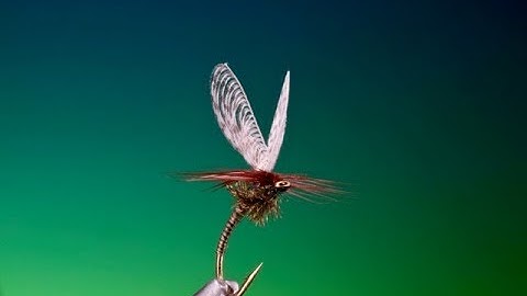 Fly Tying a Wally wing quill emerger fly with Barry Ord Clarke