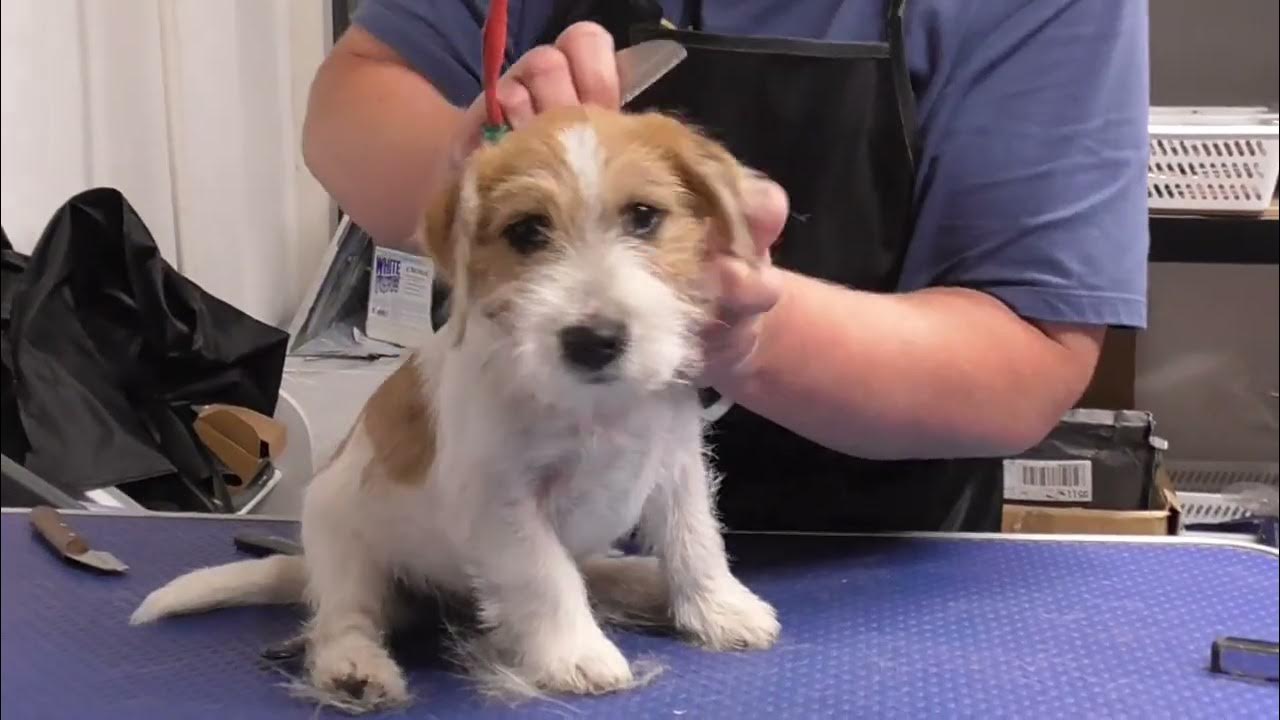 GROOMER.DK puppy grooming Jack russel terrier 4 months YouTube