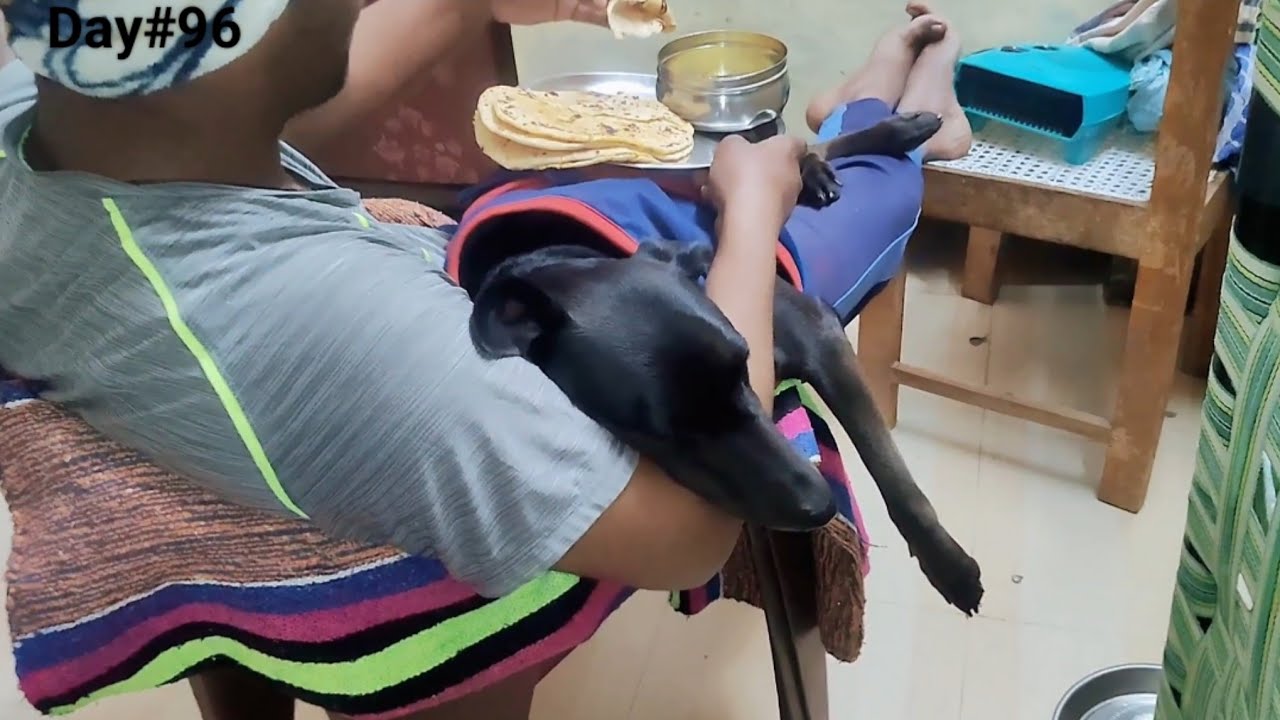 Yeh Maine Kya Kia Apne Dogy Ke Sath😅||VLOGGER ALOK||Daily vlog