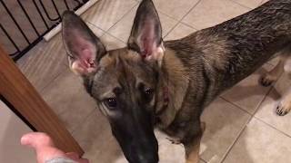 spay and neuter your pets: german shepherd weekly