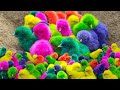 Menangkap ayam lucu ayam warnawarni ayam rainbow gokil kucing lucu kelinci bebek hewan lucu 