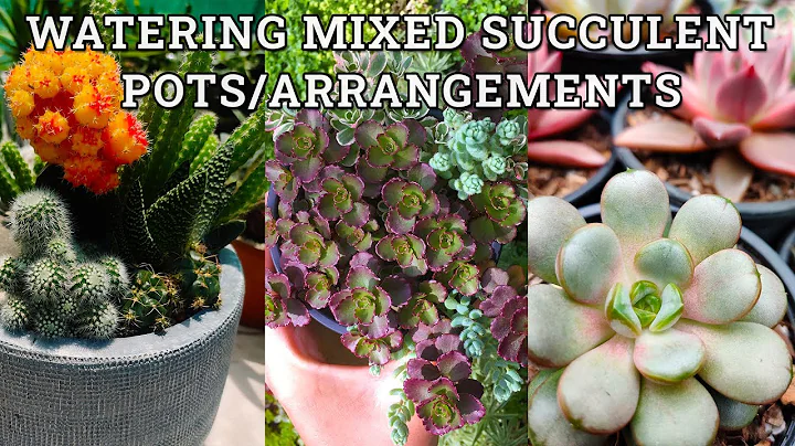 How to water mixed succulent pots/ arrangements
