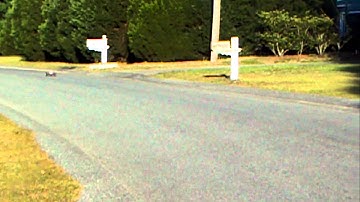 Traxxas Rustler VXL Crash