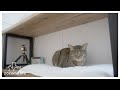 ENG SUB【DIY】猫がくつろげる棚を作ってみたところ…