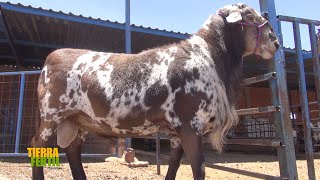 Tierra Fértil TvAlta genética y valor agregado en ovinos Pelifolk (22.05.21)