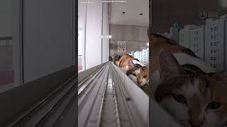 🚂🐱 Маленький поезд попал в мир огромных кошек! 😱🐾