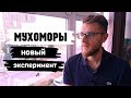 МУХОМОРЫ / 98% населения этого никогда не поймут