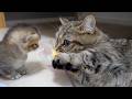 Cute kitten learning how to play with a toy from its mother cat.