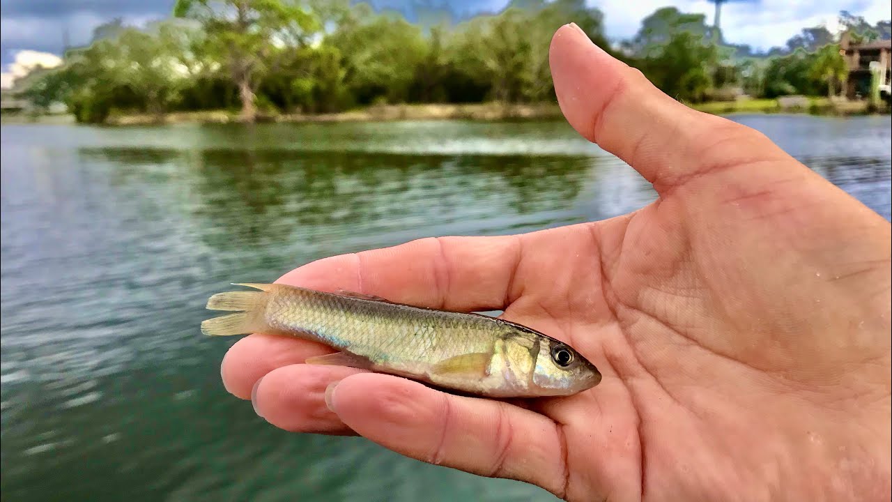 THIS BAIT GOT DESTROYED! FISHING LIVE MUD MINNOWS FOR INSHORE