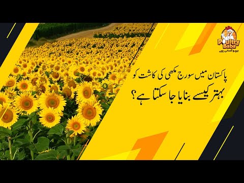 پاکستان میں سورج مکھی کی فصل کی کاشت اور اس کی پیداوار