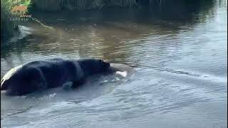 Experience the Power of a Hippopotamus in a Waterfall #wildlife