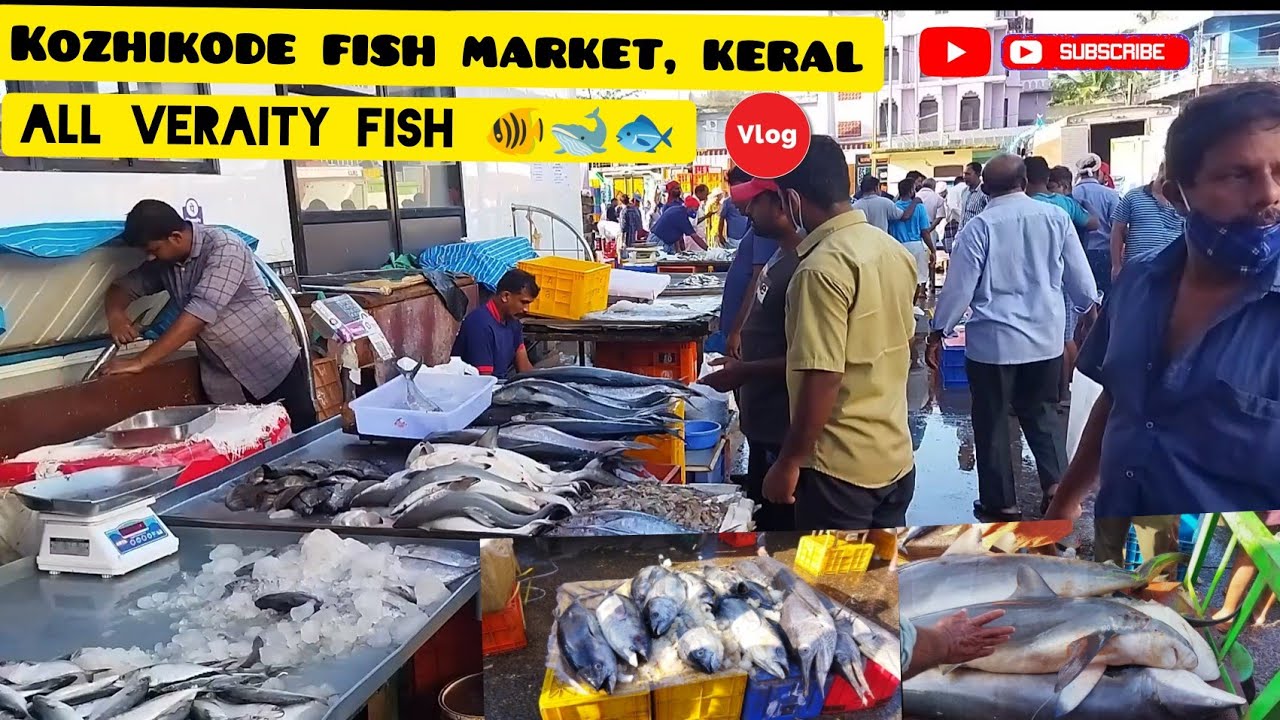 Kerala Big fish market Vlog All Veraity fish🐠🐋🐟 Kerala state, Calicut ...