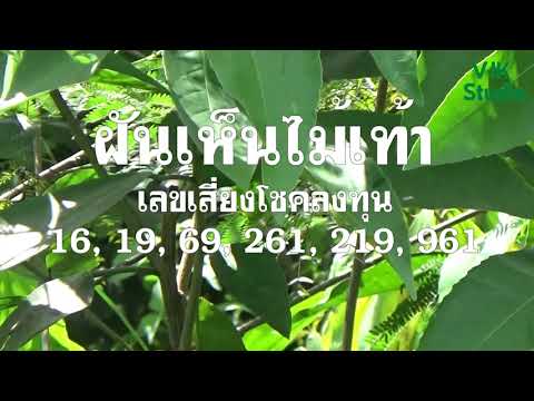 ผลสลากกินแบ่งรัฐบาล วันที่ 1 พย. 2567