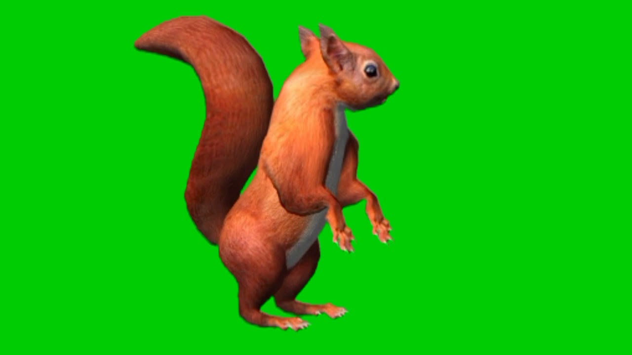Red squirrel green screen background | Squirrel stand green screen video |  Green screen | Squirrels