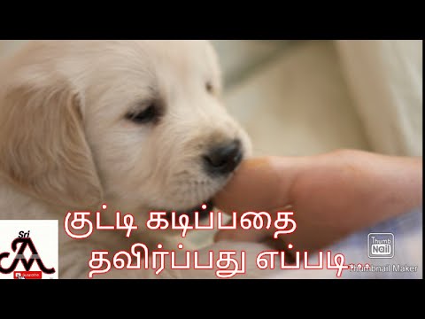 How to avoid puppies biting | tamil | jayam ideas
