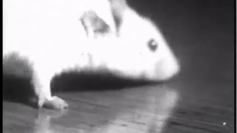 Archive Remix Assignment