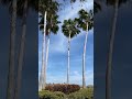 Florida #slowtv #shorts #shortvideo