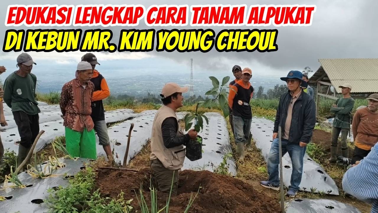 Strategi Cerdas atau Nekat? 1.000 Alpukat Hass di Kebun Sayur