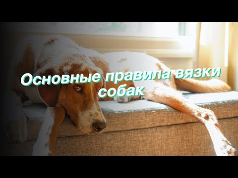 Основные правила вязки собак