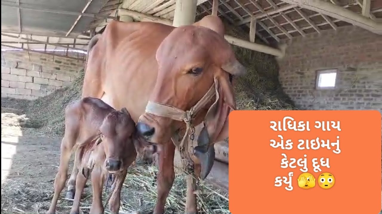 જયદ્વારકાધીશ, રાધિકા ગાય પેહલા વેતરમાં એક ટાઇમનું કેટલું દૂધ કર્યું?😳🫣 રાધિકાને ગળામાં શું બાંધ્યું?