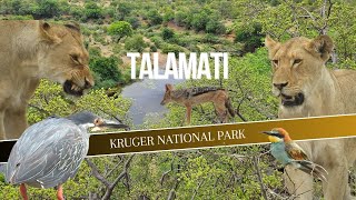 KRUGER NP | Talamati | The One with Lions