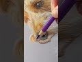 Mastering Animal Nose Details with Colored Pencils 🐕✏️