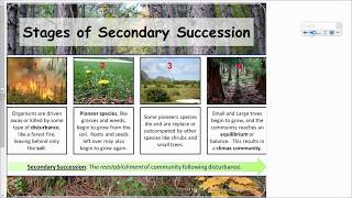 APES  Ecological Succession