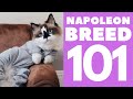 The Napoleon Cat 101 : Breed & Personality の動画、YouTube動画。