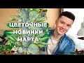 Неожиданные Новинки » Пополнение коллекции Комнатных Растений