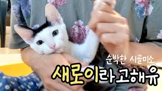 고양이 길들이기 (호섭이머리 새로이 2부) by 뽀글씨 2,153 views 8 months ago 8 minutes, 35 seconds