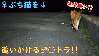 珍しい！○トラがぶ○猫を追いかけ...どうなる！？ (2024/02/04)